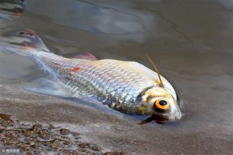 死掉的魚怎麼處理|【魚死了怎麼辦】魚兒説掰掰！魚死了怎麼辦？從遺體處理到後續。